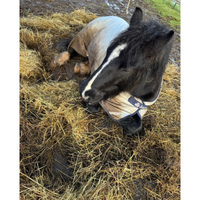 XXL Pferdebett, Kuschelmatte, Kuhstall 215 x 120 x 4,5 cm