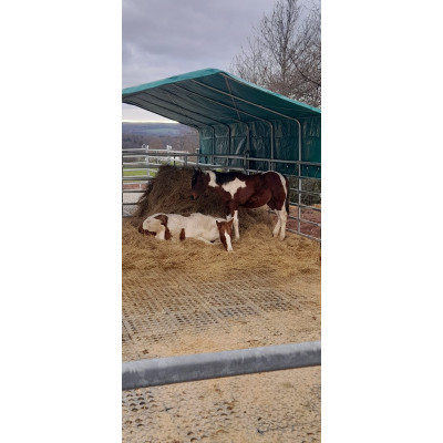 INB Paddockplatte, Reitplatzplatte 50 x 50 x 5,3 cm